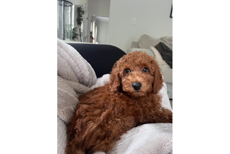 Happy Mini Goldendoodle Baby