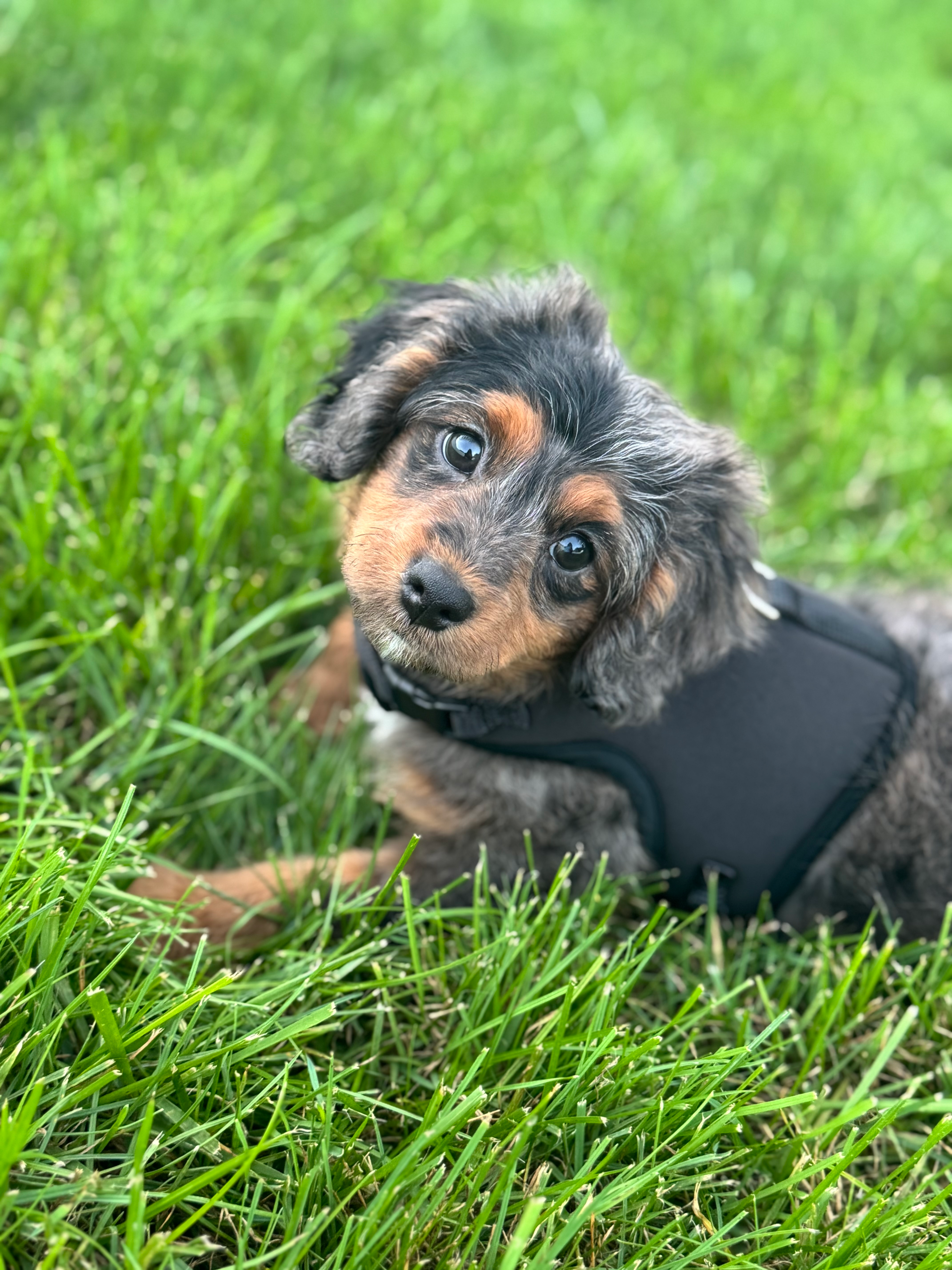 Small Cavapoo Baby