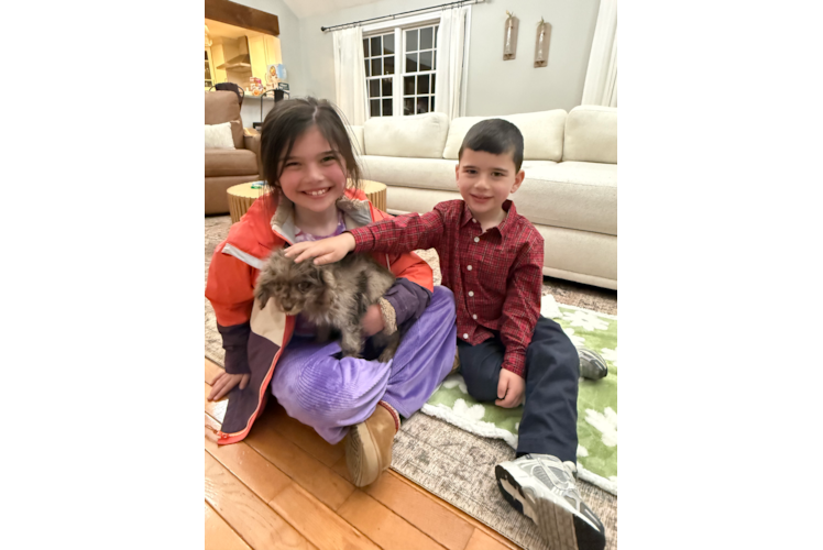 Hypoallergenic Cavadoodle Poodle Mix Puppy