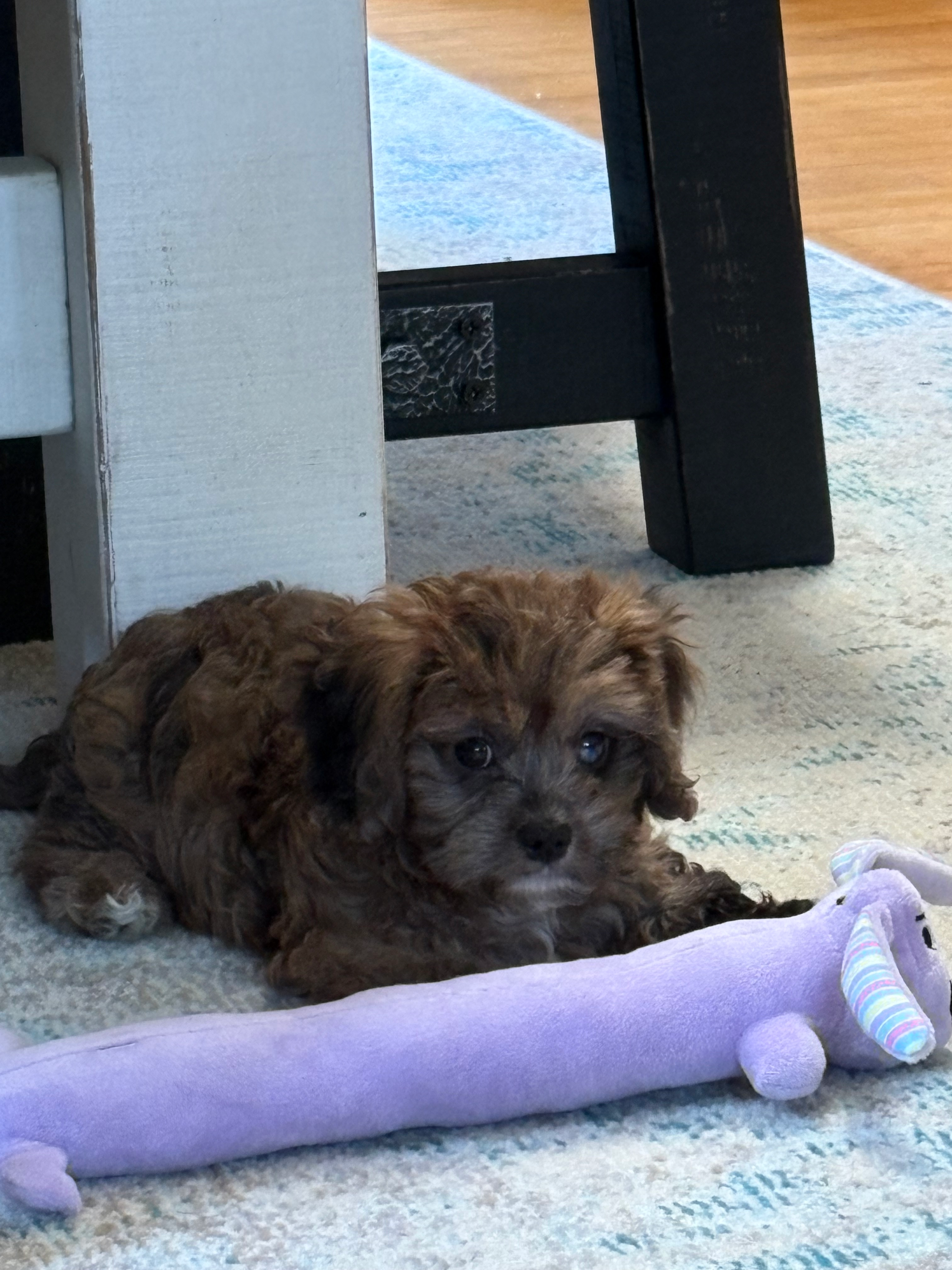 Smart Cavapoo Poodle Mix Pup