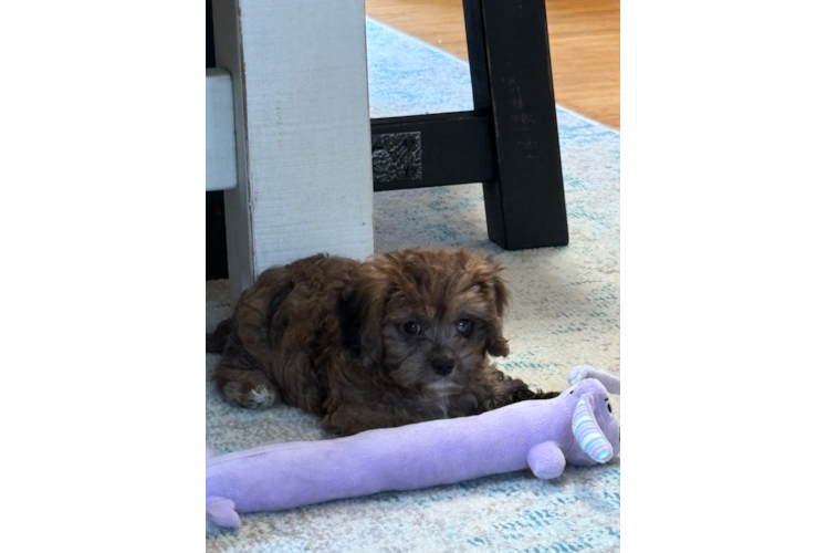 Smart Cavapoo Poodle Mix Pup