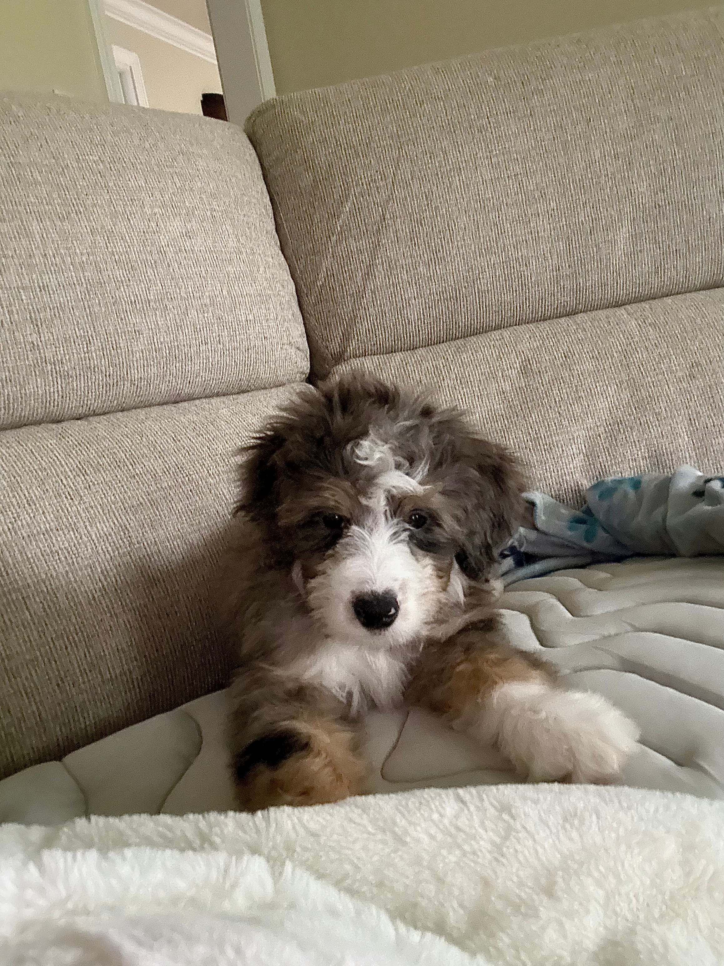 Petite Mini Bernedoodle Poodle Mix Pup