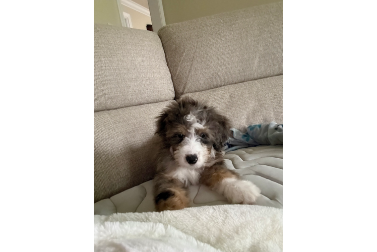 Petite Mini Bernedoodle Poodle Mix Pup