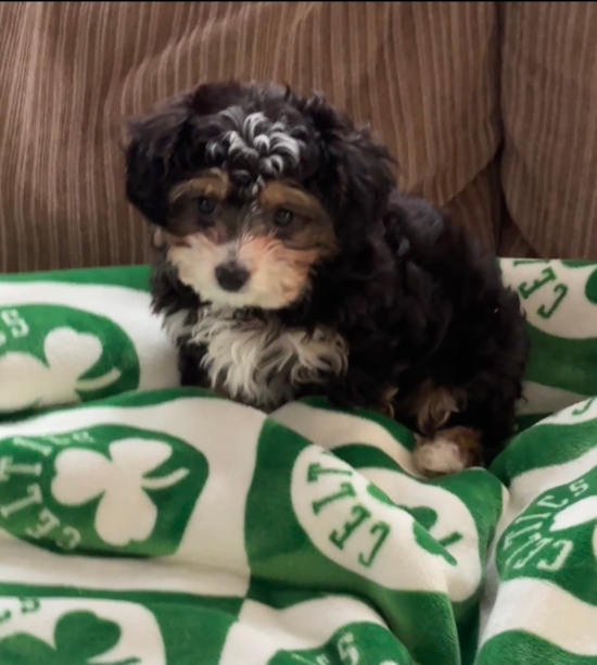 Mini Aussiedoodle