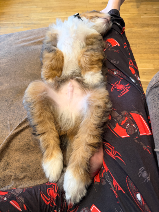 Mini Bernedoodle