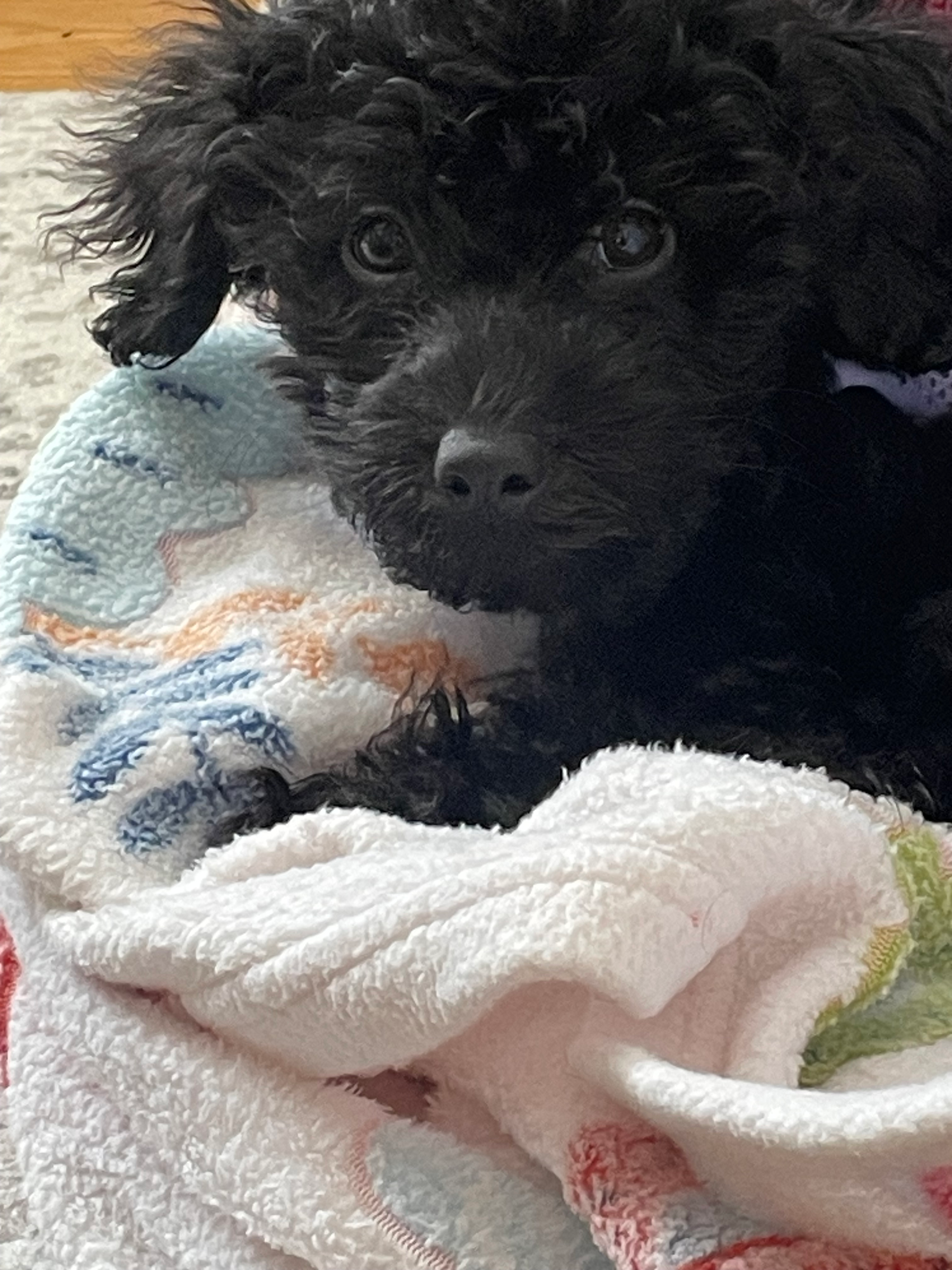 Happy Poochon Baby