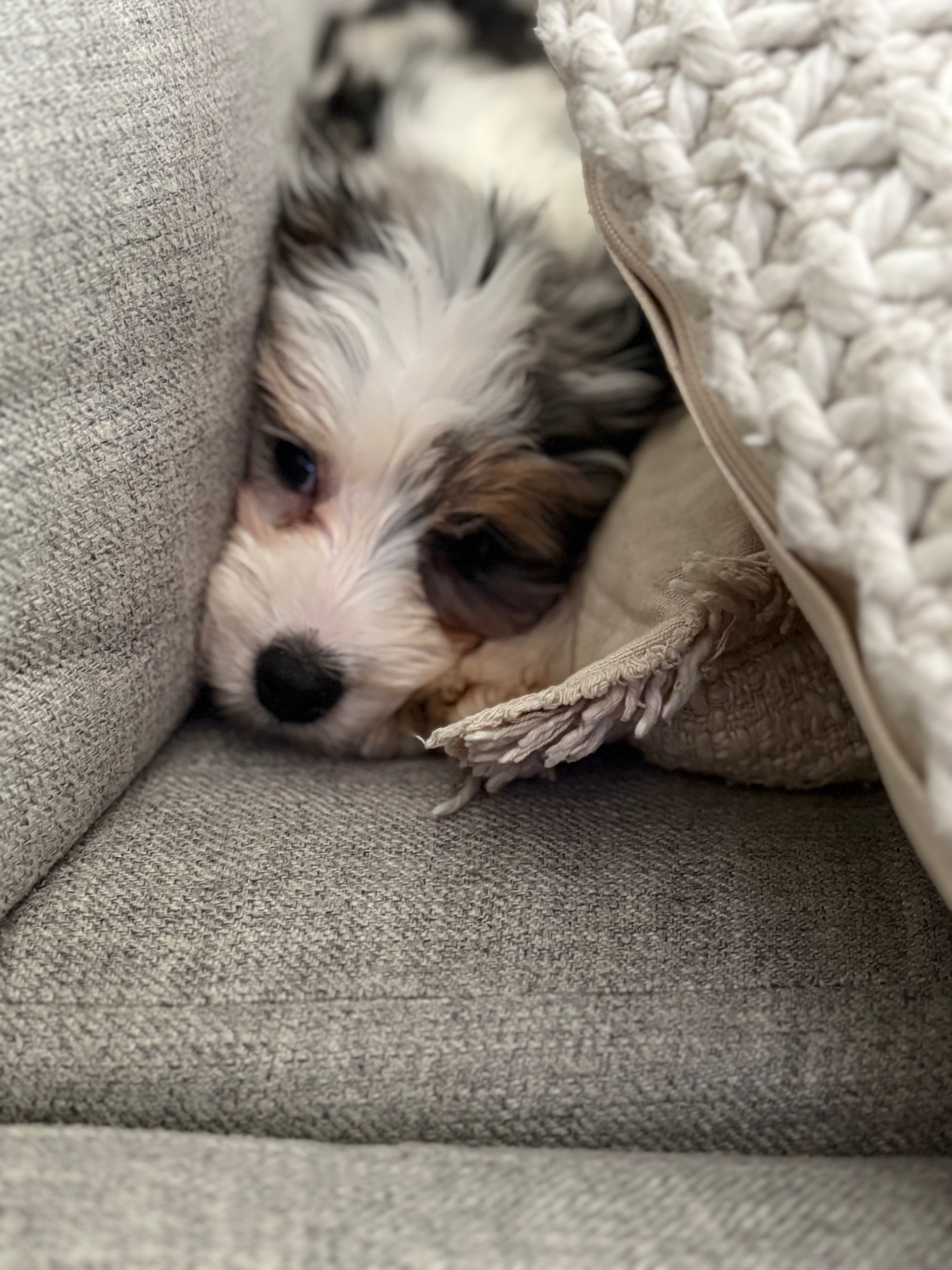 Fluffy Mini Aussiedoodle Poodle Mix Pup