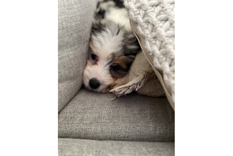 Fluffy Mini Aussiedoodle Poodle Mix Pup