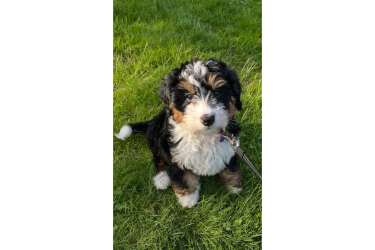 Funny Mini Bernedoodle Poodle Mix Pup