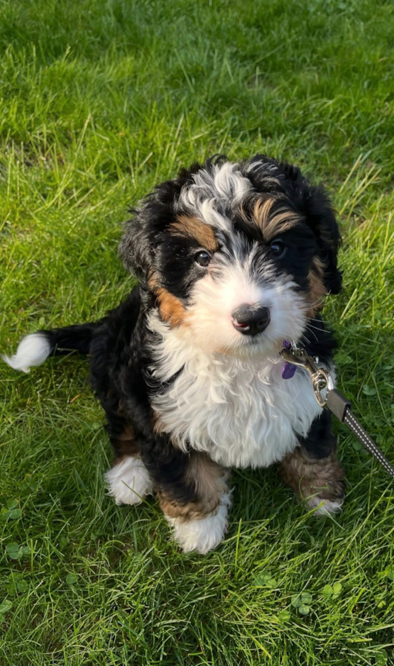 Lacey