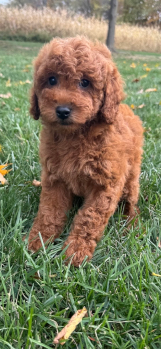 Mini Goldendoodle
