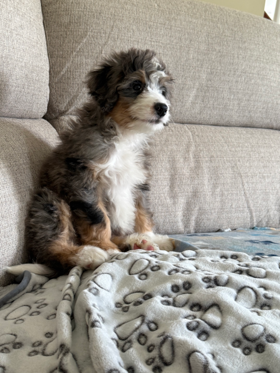 Mini Bernedoodle