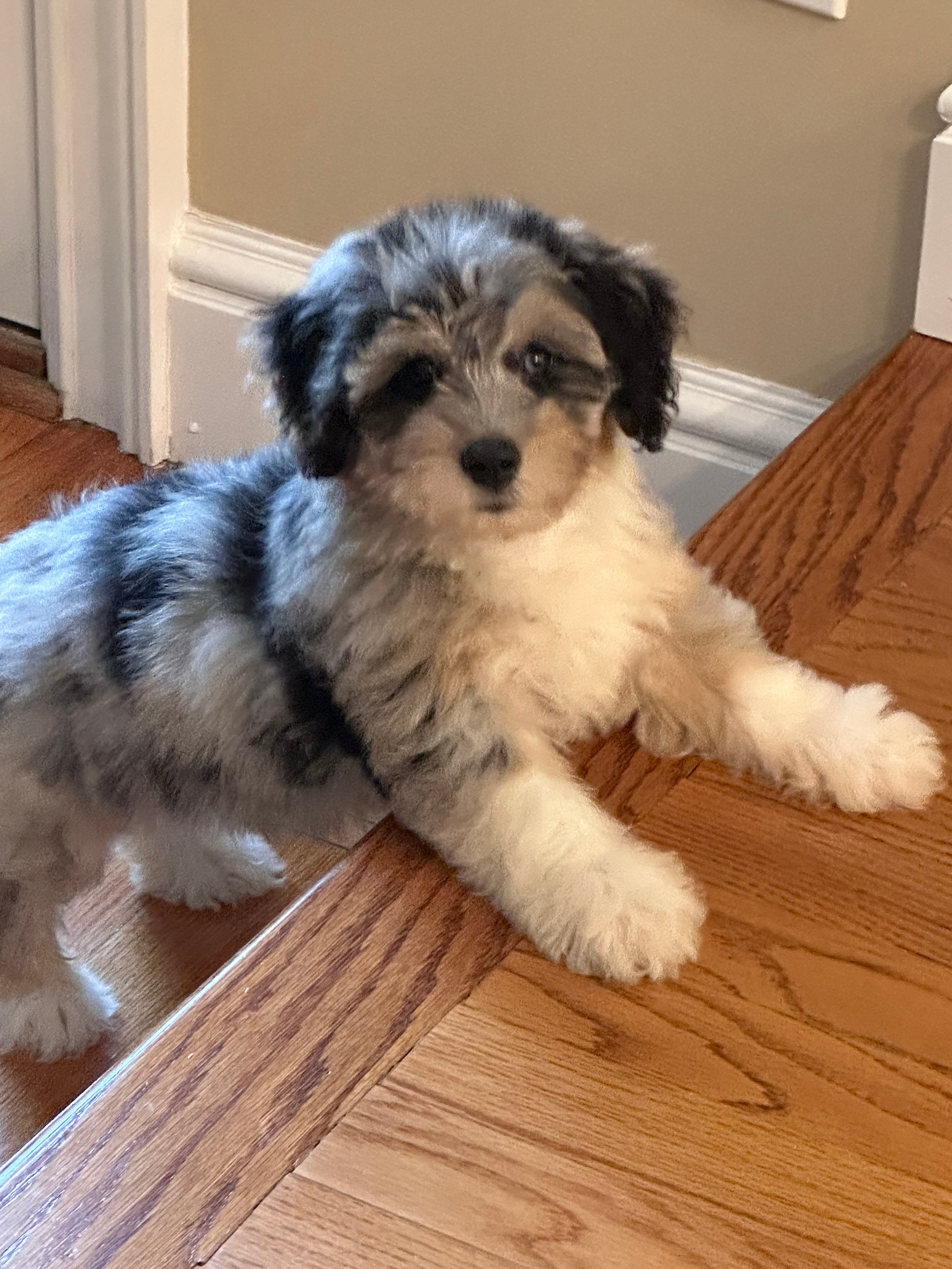 Best Mini Aussiedoodle Baby