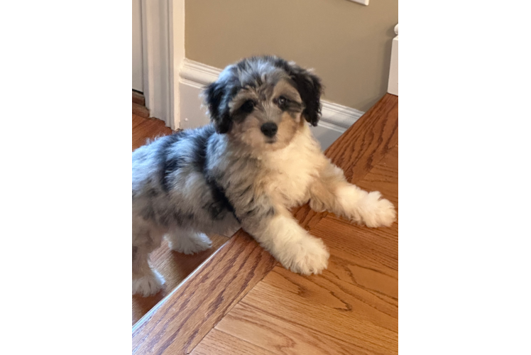 Best Mini Aussiedoodle Baby