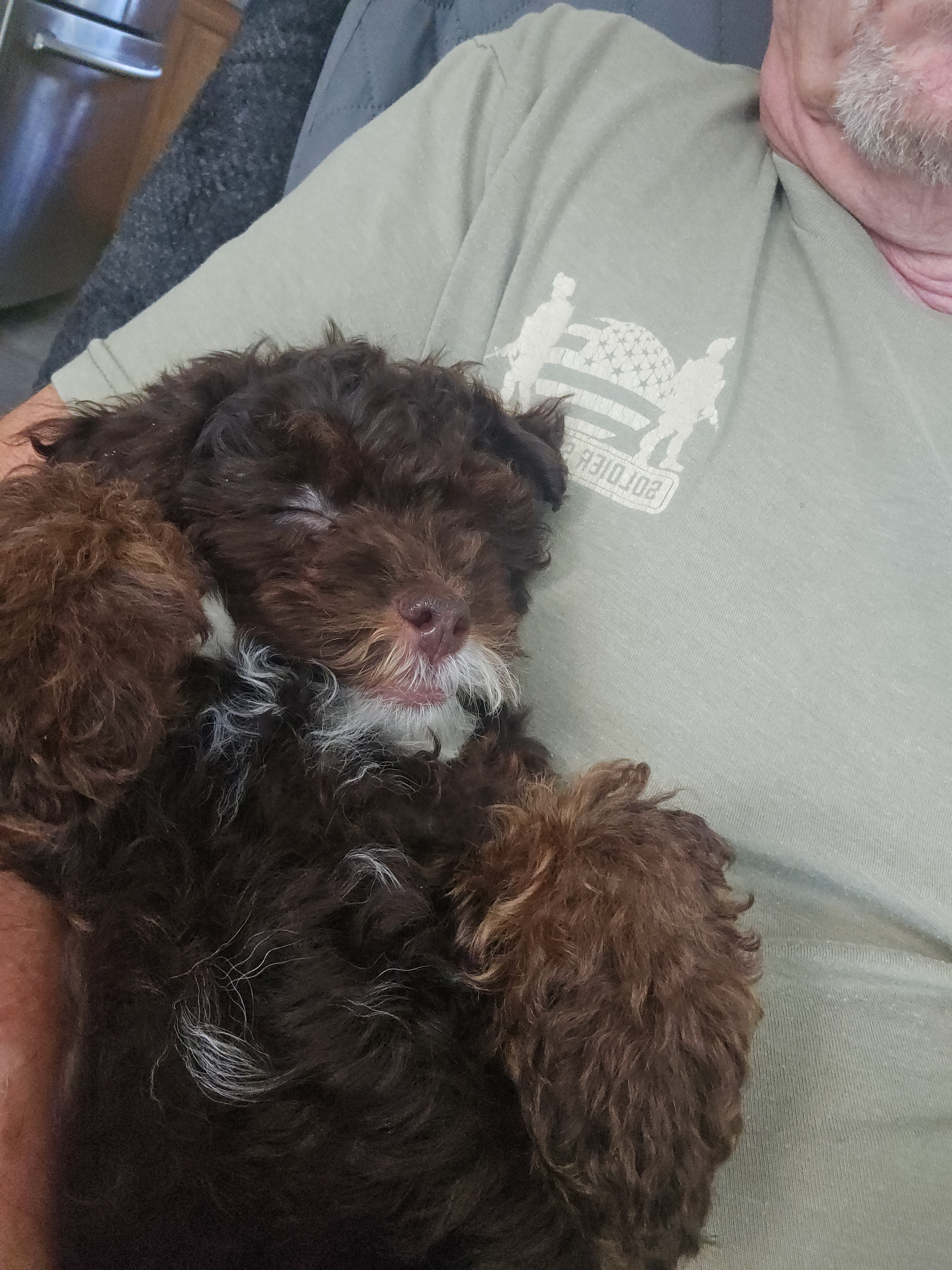Playful Havadoodle Poodle Mix Puppy