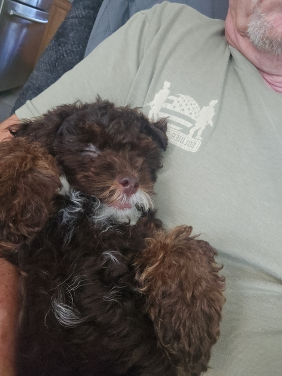 CHEWY