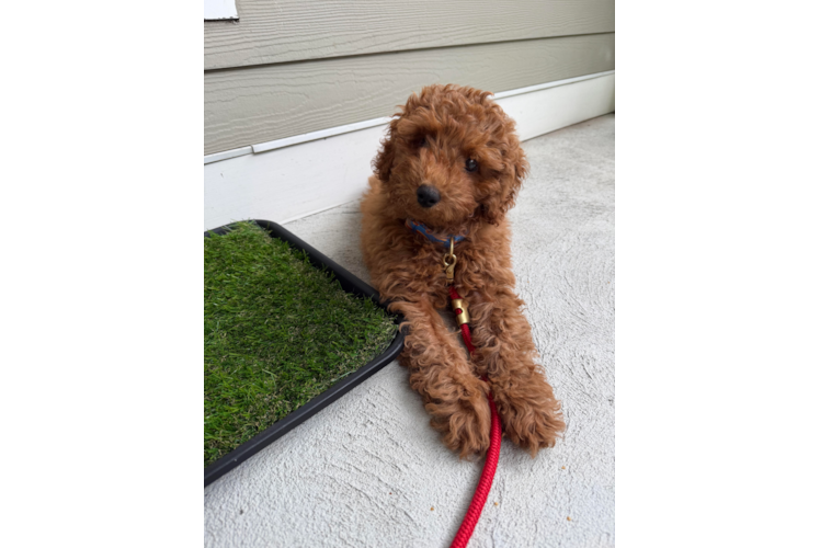 Cavapoo Puppy for Adoption