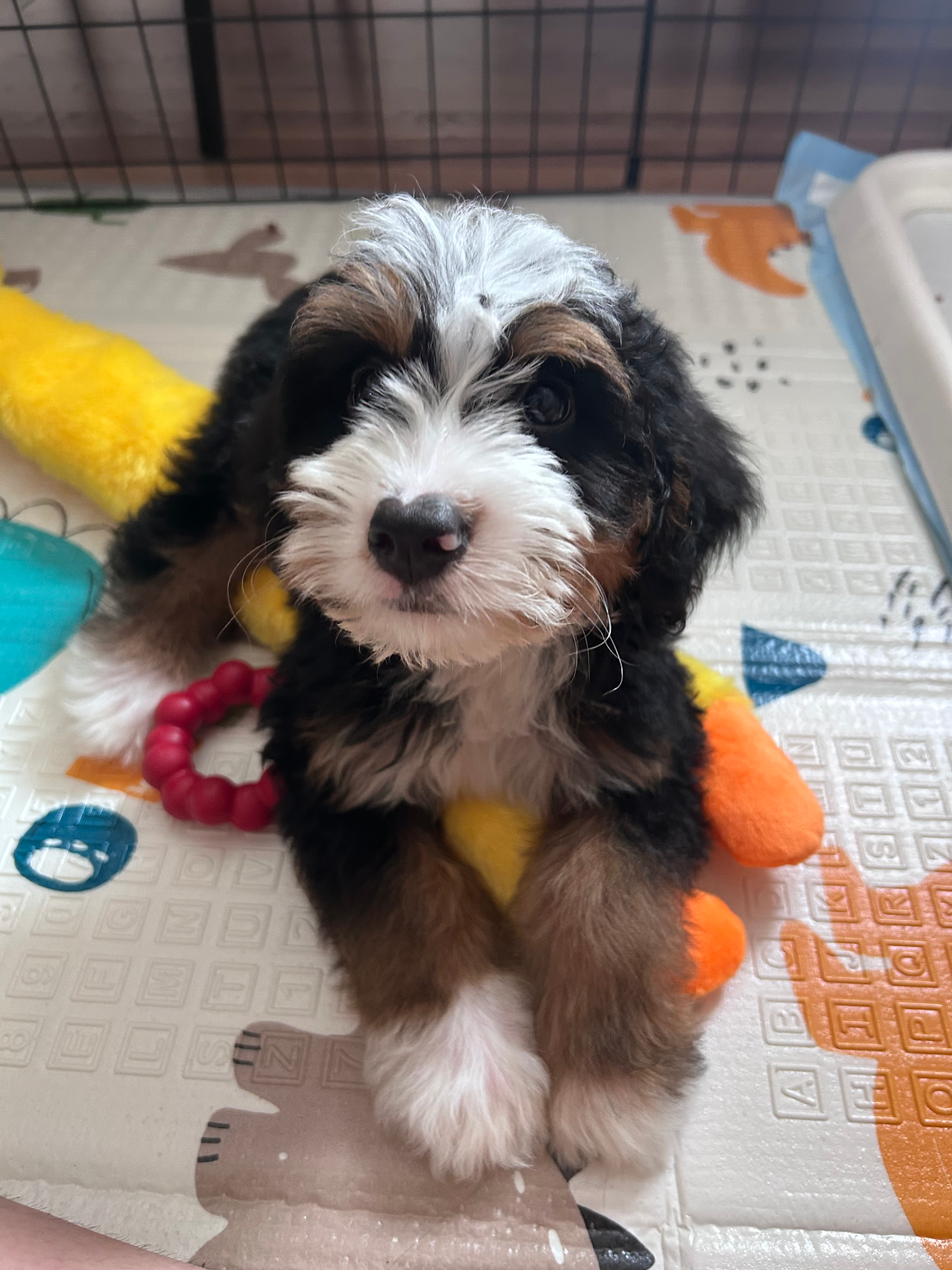 Mini Bernedoodle Puppy for Adoption