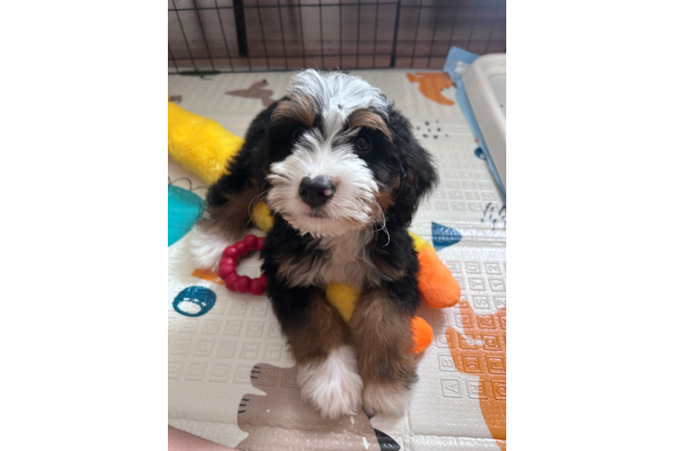 Mini Bernedoodle Puppy for Adoption