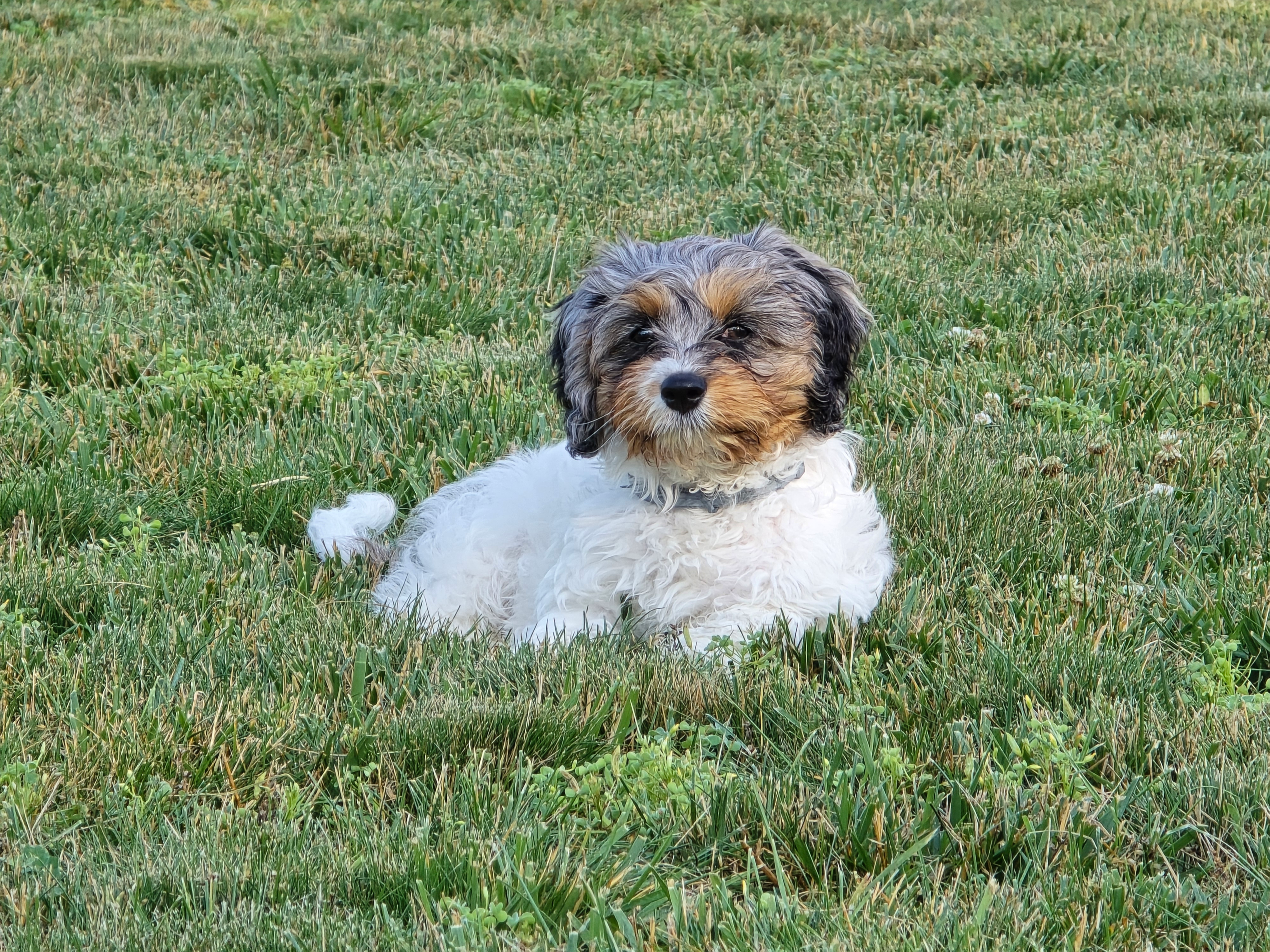 Best Cavapoo Baby