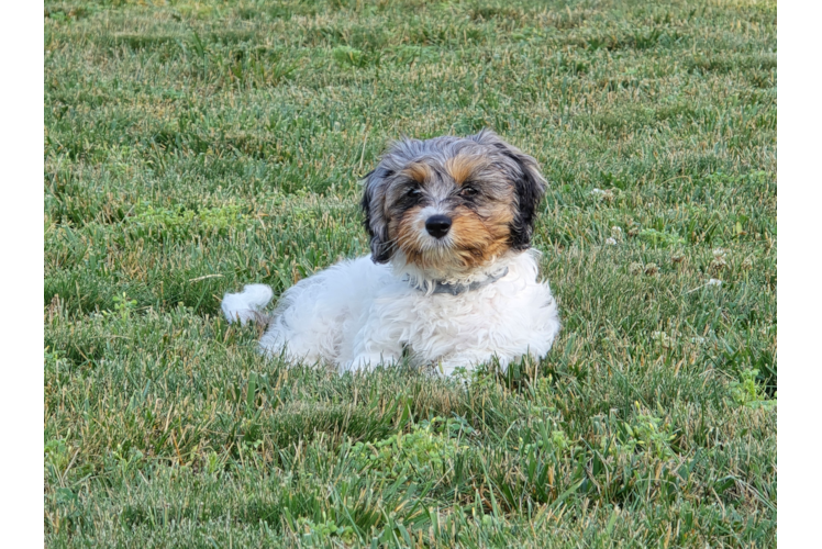 Best Cavapoo Baby