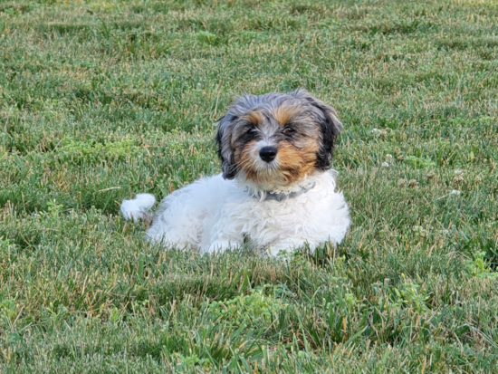 Cavapoo