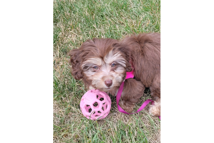Funny Mini Aussiedoodle Poodle Mix Pup