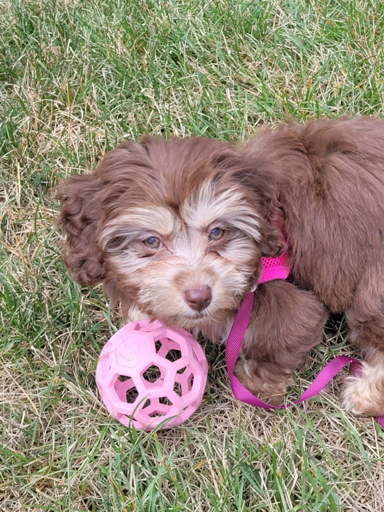 Willow