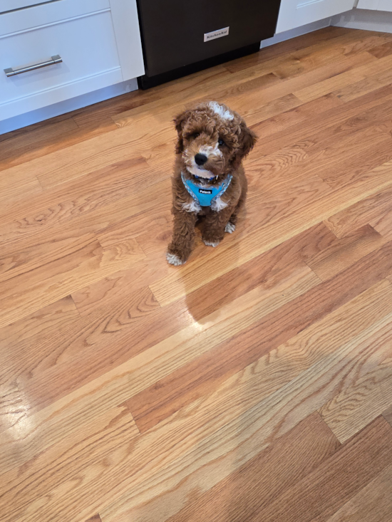 Mini Goldendoodle