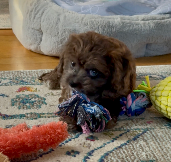 Cavapoo
