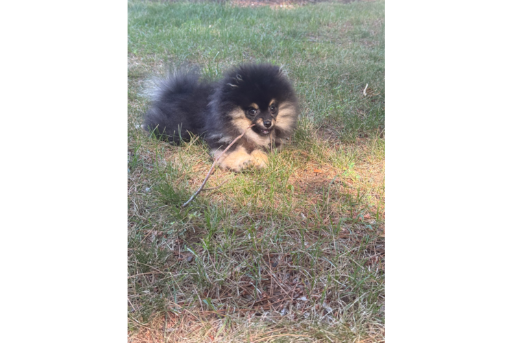 Pomeranian Pup Being Cute