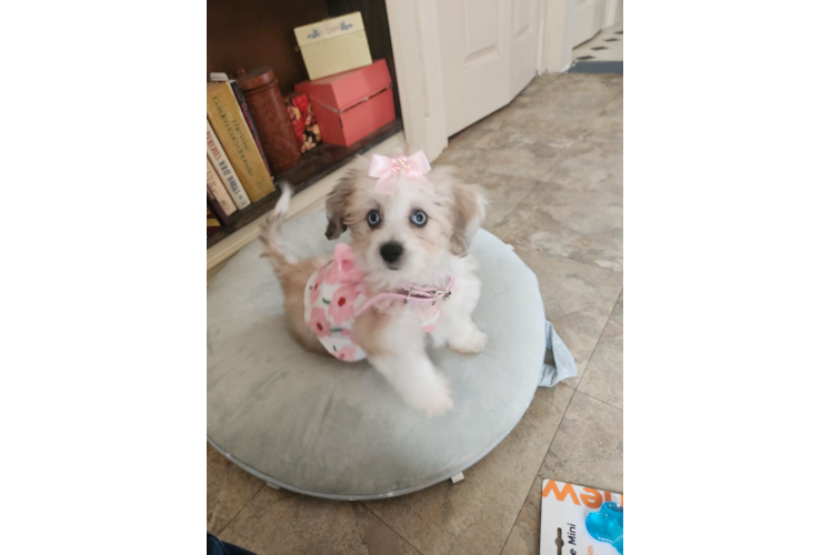 Small Aussiechon Baby