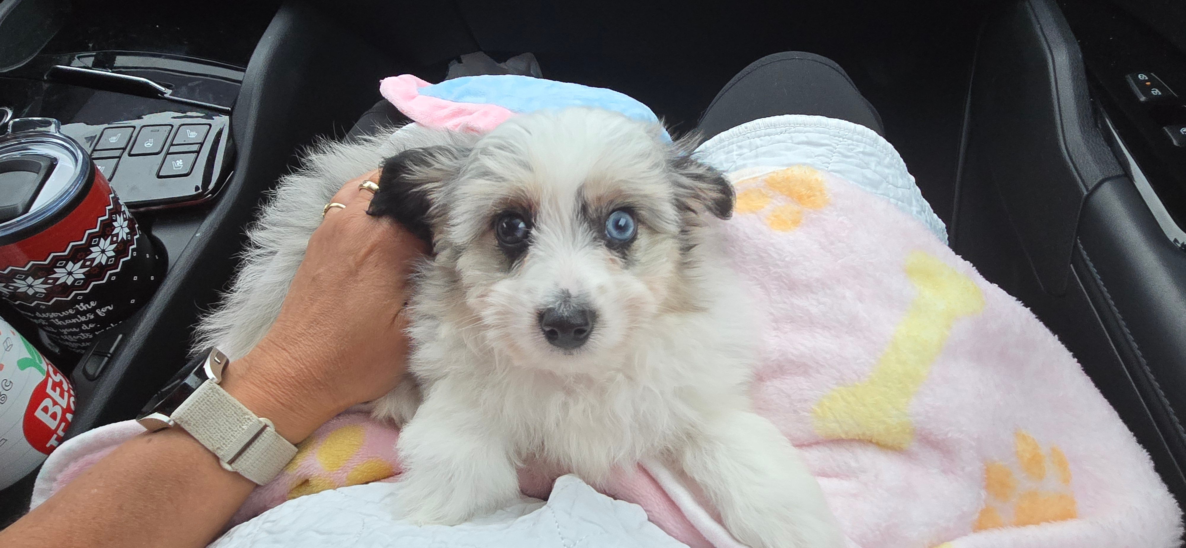 Petite Aussiechon Designer Pup