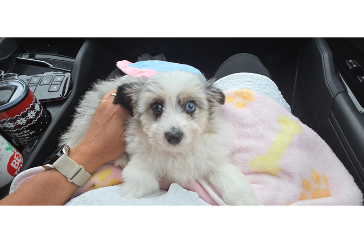 Petite Aussiechon Designer Pup
