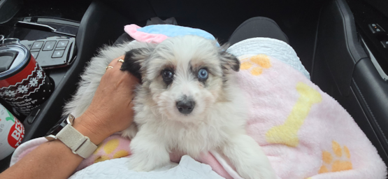 Bindi