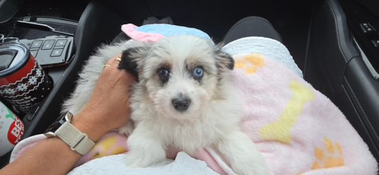 Bindi