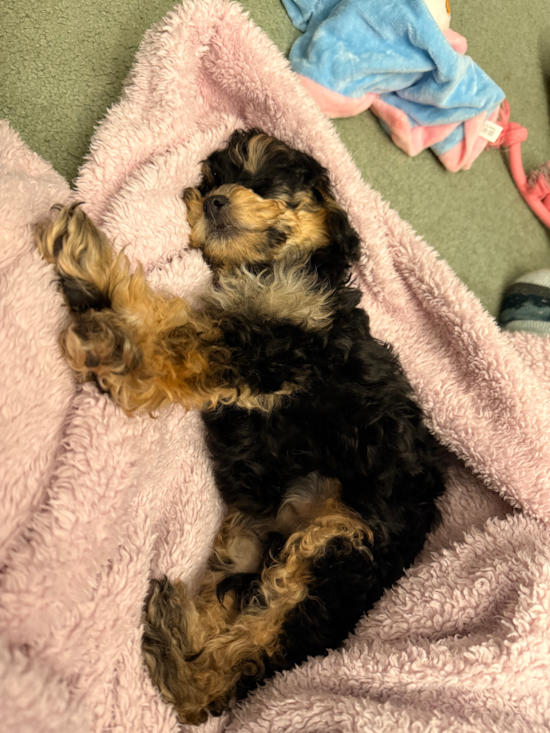 Cockapoo