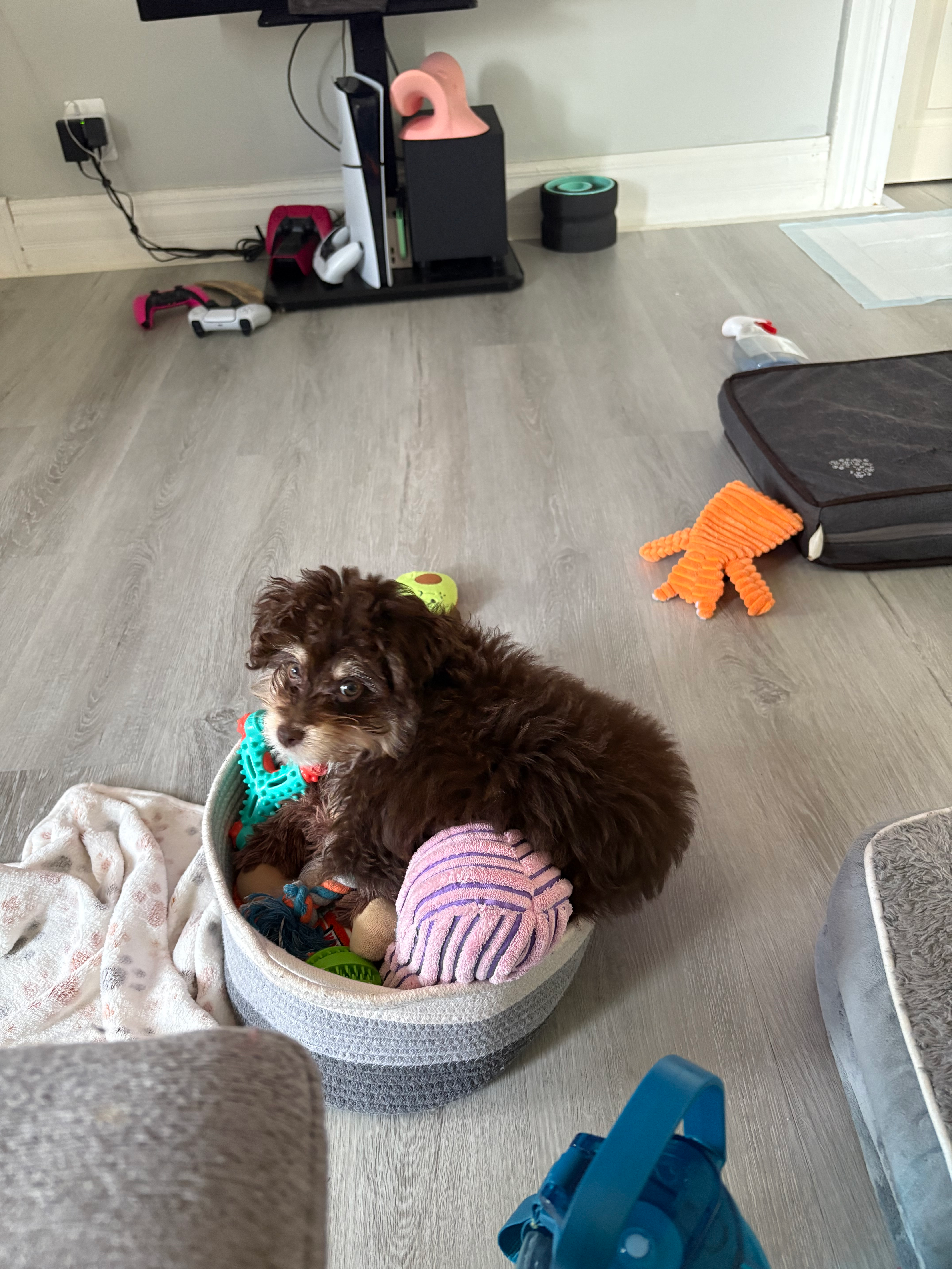 Cute Mini Aussiedoodle Baby