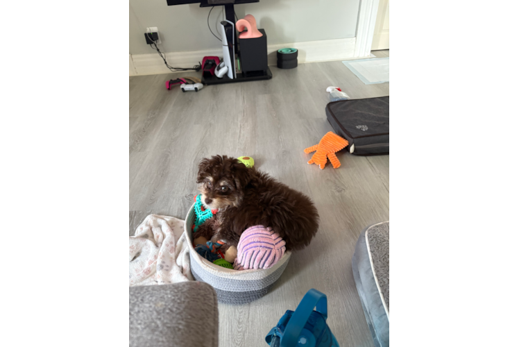 Cute Mini Aussiedoodle Baby