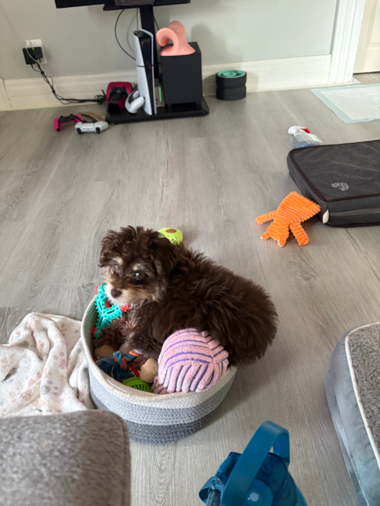 Teddy