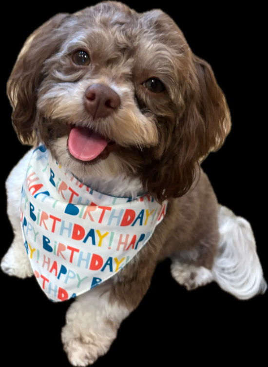 Havanese