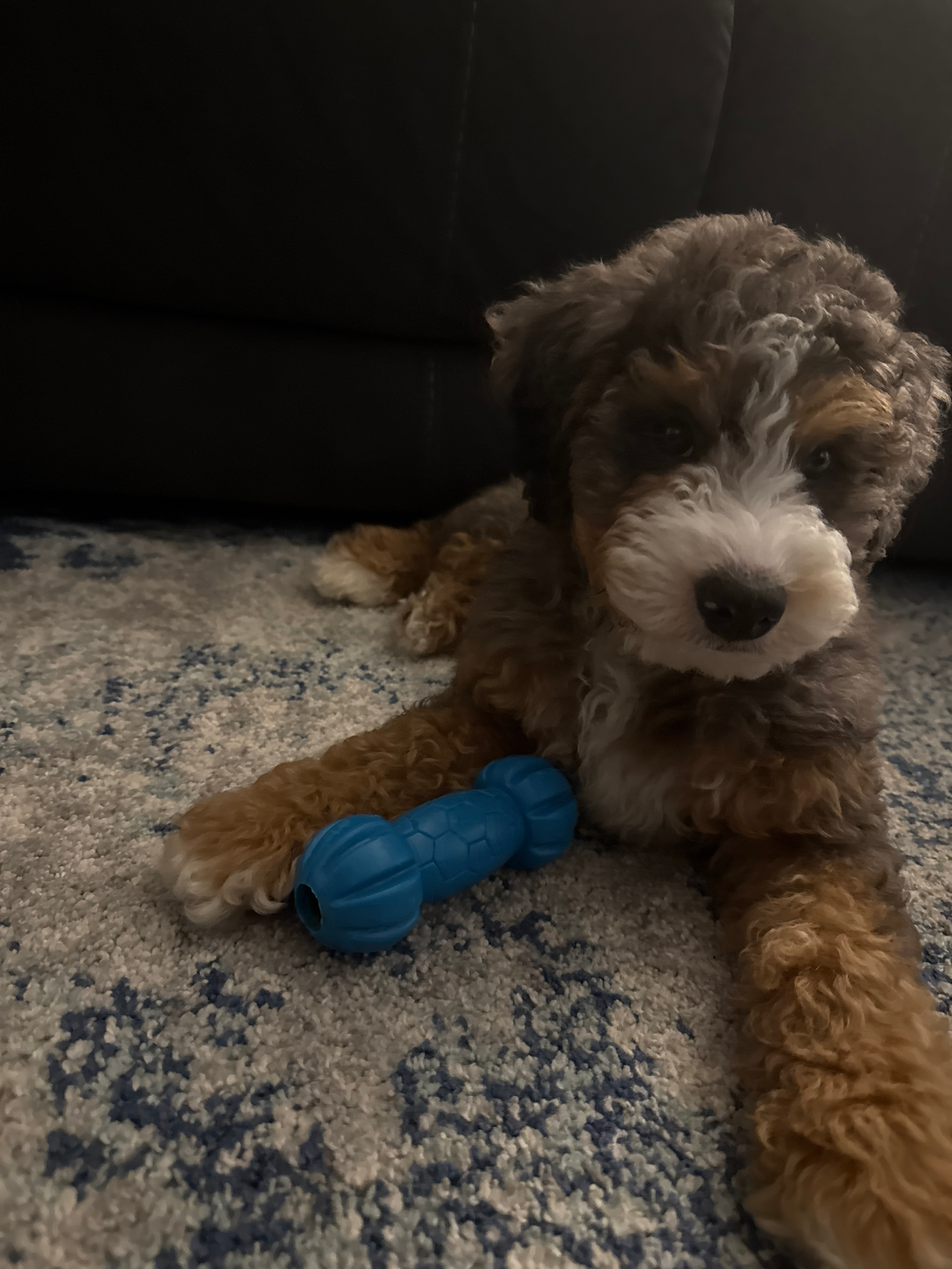 Mini Bernedoodle Pup Being Cute