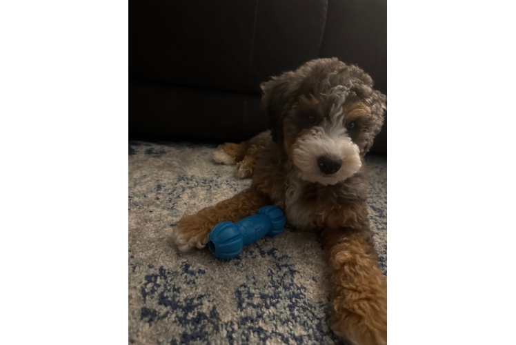Mini Bernedoodle Pup Being Cute