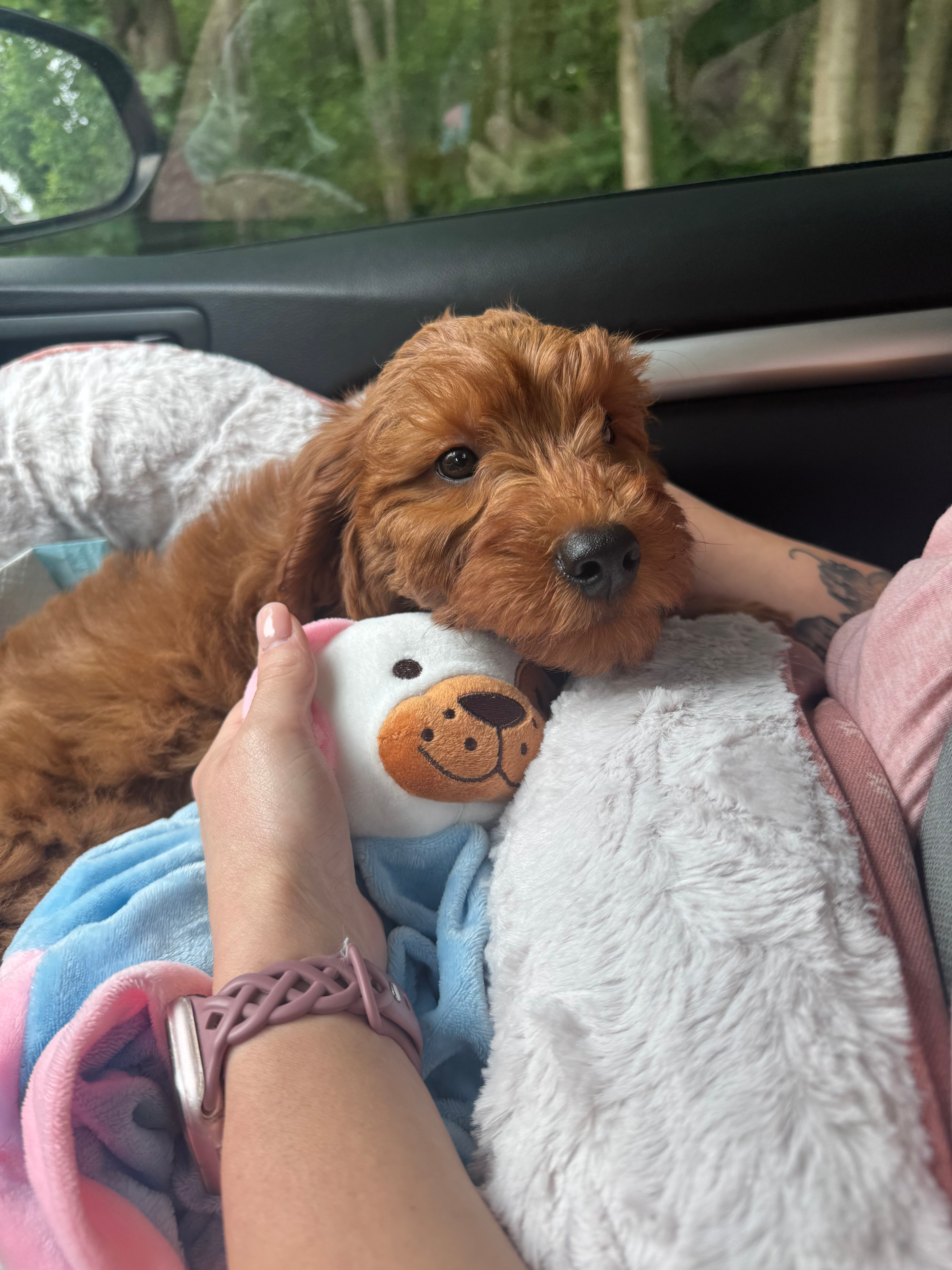 Best Mini Goldendoodle Baby