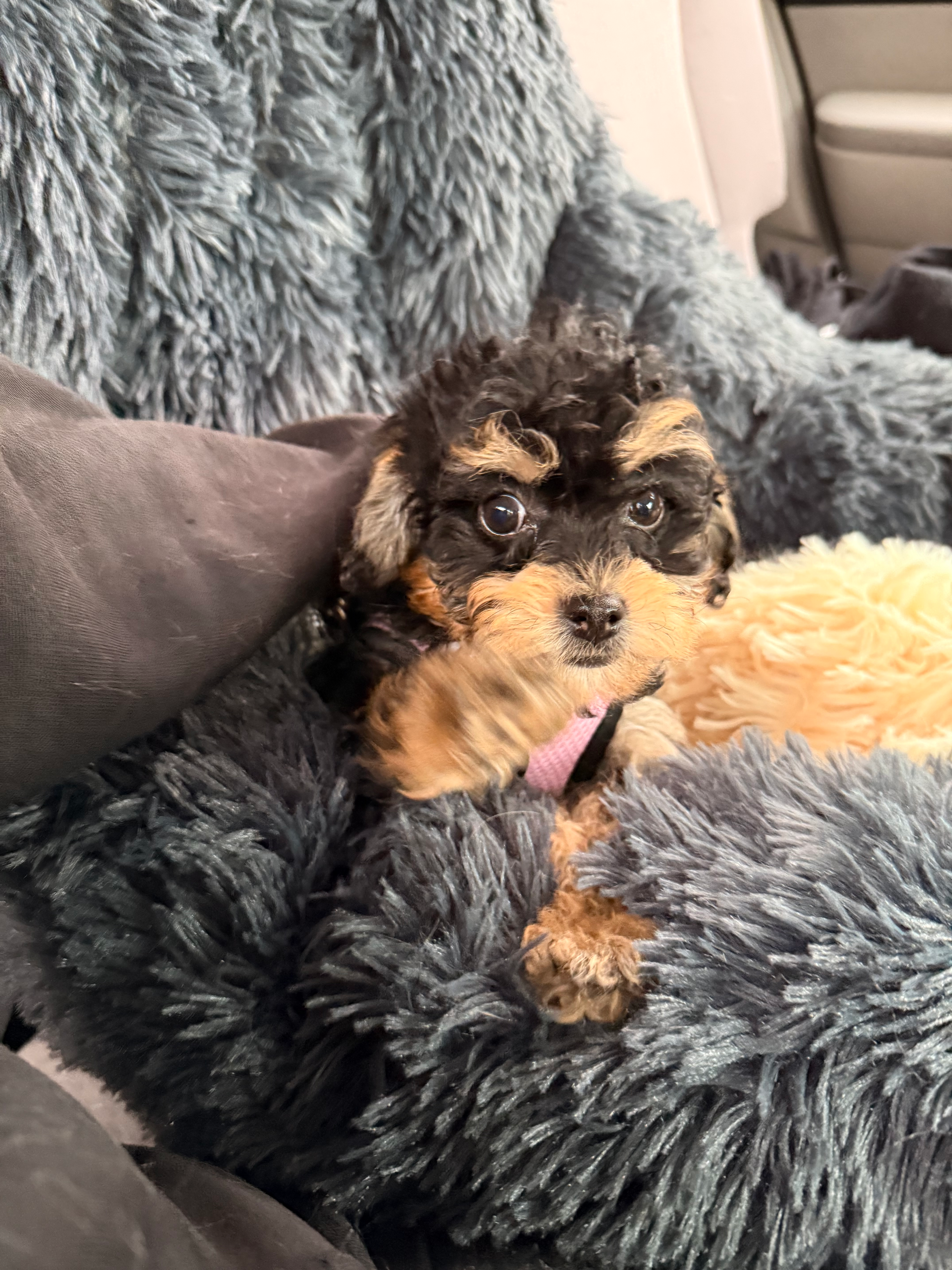 Funny Cockapoo Poodle Mix Pup