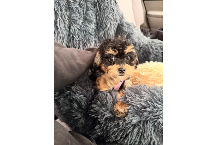 Funny Cockapoo Poodle Mix Pup