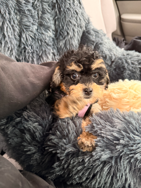 Cockapoo