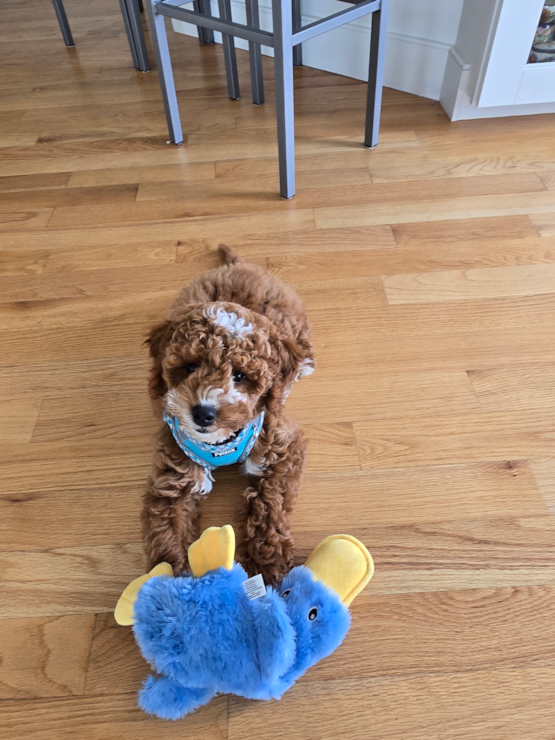 Bruno