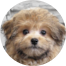 Pomapoo Puppies For Sale - Fairfield Furbabies Pomapoo Puppies For Sale - Fairfield Furbabies