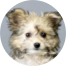 Pomachon Puppies For Sale - Fairfield Furbabies Pomachon Puppies For Sale - Fairfield Furbabies